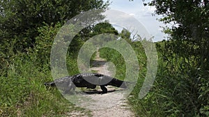 Alligator Crossing a Rural Road in Florida Wetlands.