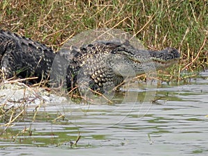 Alligator at Ding Darling National Wildlife Refuge