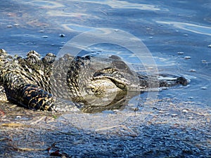  	Alligator at Ding Darling National Wildlife Refuge