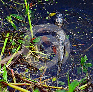 The alligator doesn`t stray far from its mother in the marsh water