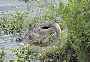 Alligator eating a large fish