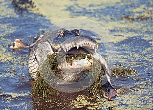 Alligator eating a large fish