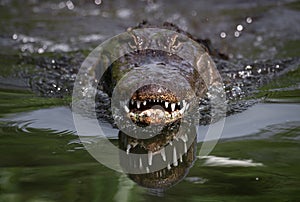 Alligator eating in the water