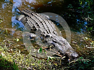 Alligator at edge of bayou
