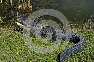 Alligator in Everglades