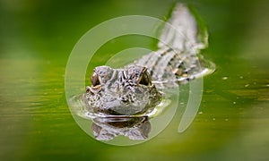 An Alligator in the Everglades