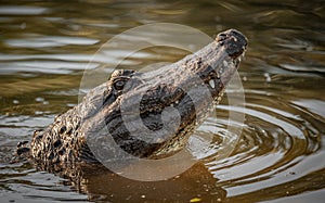 An Alligator in the Everglades