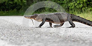 An Alligator in the Everglades