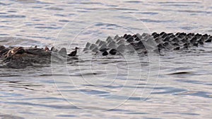 An Alligator in the Everglades