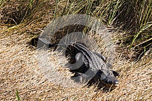 Alligator in the Everglades