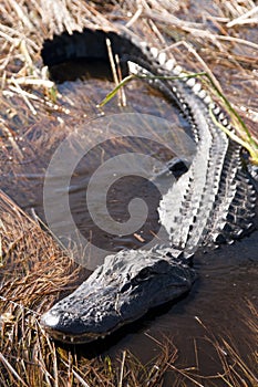 Alligator in the Everglades