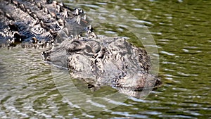 An Alligator in the Everglades
