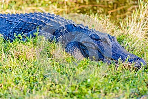 An alligator in the Everglades