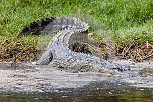 Alligator in the Everglades