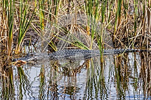 Alligator in the Everglades