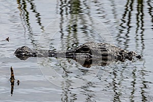 Alligator in the Everglades