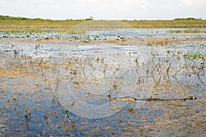 Alligator in the Everglades