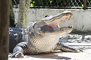 Alligator everglades