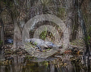 Alligator in Everglades