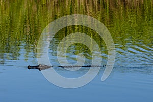 Alligator in everglades