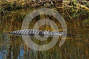 Alligator Everglades Florida