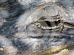 Alligator Everglades Florida