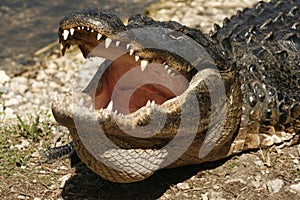 Alligator in the Everglades of Florida.