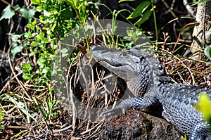 Alligator in the Everglades, Florida, USA