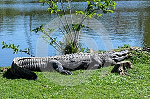 Alligator in the Everglades, Florida, USA