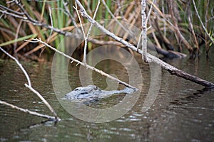 Alligator at Everglades National Park