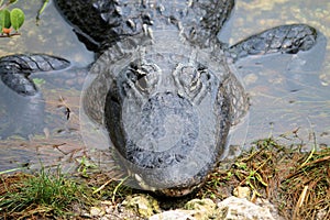 Alligator - Everglades National Park