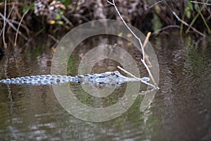 An alligator at Everglades National Park in Florida.