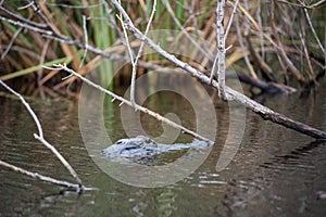 An alligator at Everglades National Park in Florida.
