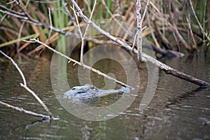 An alligator at Everglades National Park in Florida.