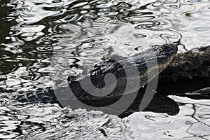 Alligator, Everglades National Park, Florida.
