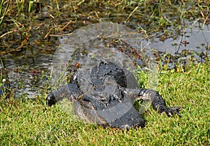 Alligator in Everglades National Park, Florida