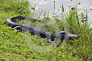 Alligator in Everglades National Park, Florida