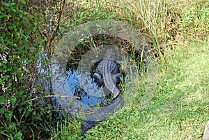 Alligator in Everglades National Park, Florida