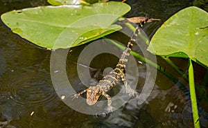 Alligator in Everglades National Park, Florida, August, 2022