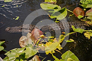 Alligator in Everglades National Park, Florida, August, 2022