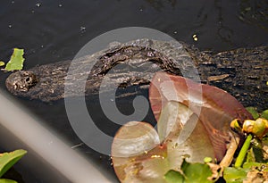 Alligator in Everglades National Park, Florida, August, 2022