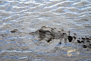 Alligator in Everglades National Park, Florida, USA