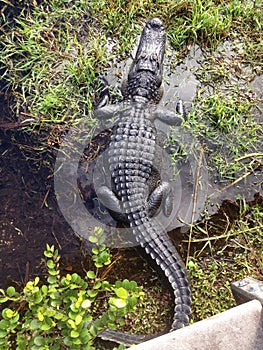 Alligator in the Everglades National Park Florida USA