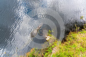 Alligator in the Everglades national park seen from above