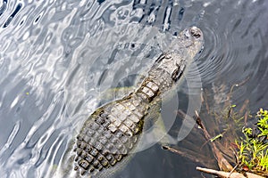 Alligator in Everglades National Park seen from above