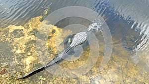 Alligator in Everglades National park seen from above. Florida