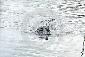 Alligator in Everglades National Park, South Florida