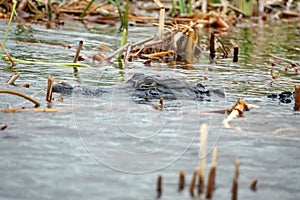 Alligator in Everglades National Park, South Florida