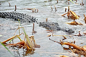 Alligator in Everglades National Park, South Florida