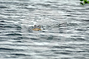 Alligator in Everglades National Park, South Florida